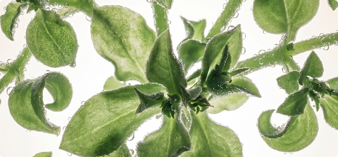 La planta de hielo